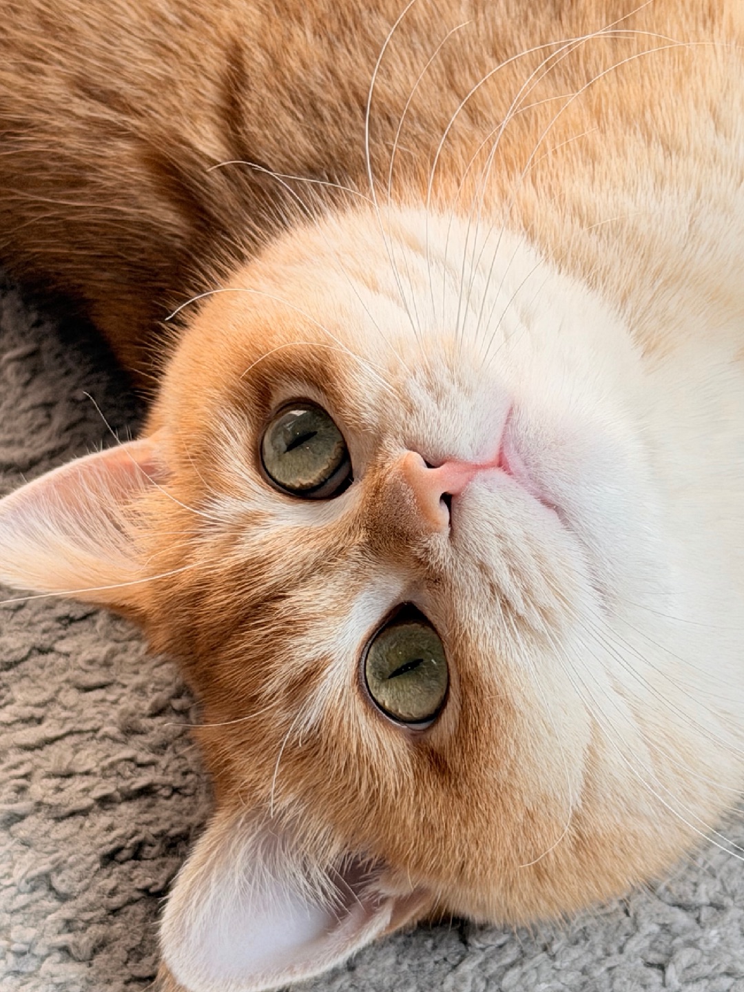 “别摸我，我会‘掉渣’🍞的！（其实是想让你多摸两下）”