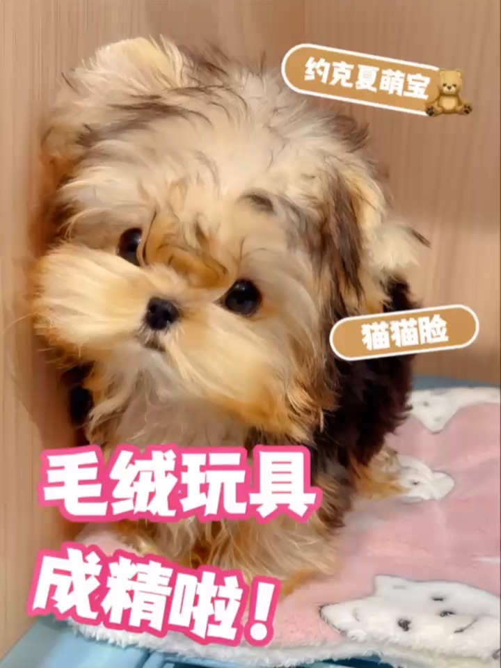 这是谁家的宝贝玩具跑出来啦～🧸