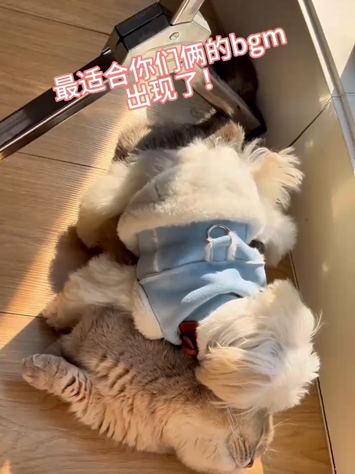 家里的马尔济斯宝宝最近彻底变成了猫咪控💕
