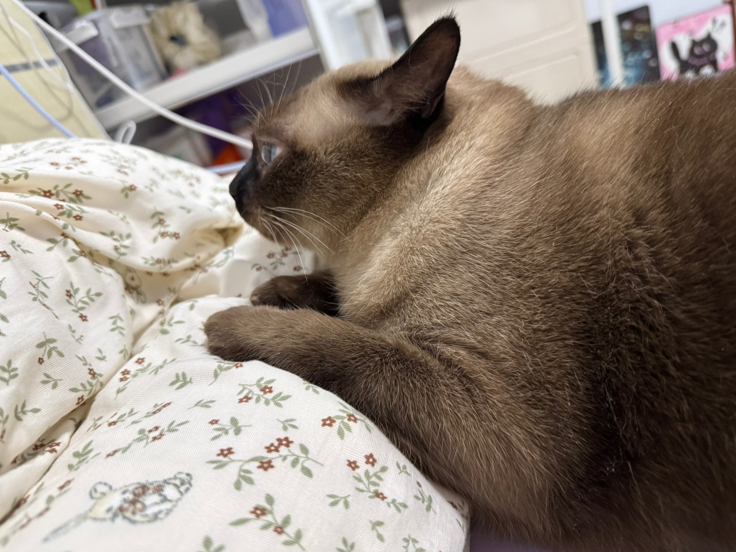 1家有小猫咪一枚，软乎乎的毛团子，每天蹲在身边喵喵叫，揣手手发呆的样子，能治愈所有的疲惫和不开心。