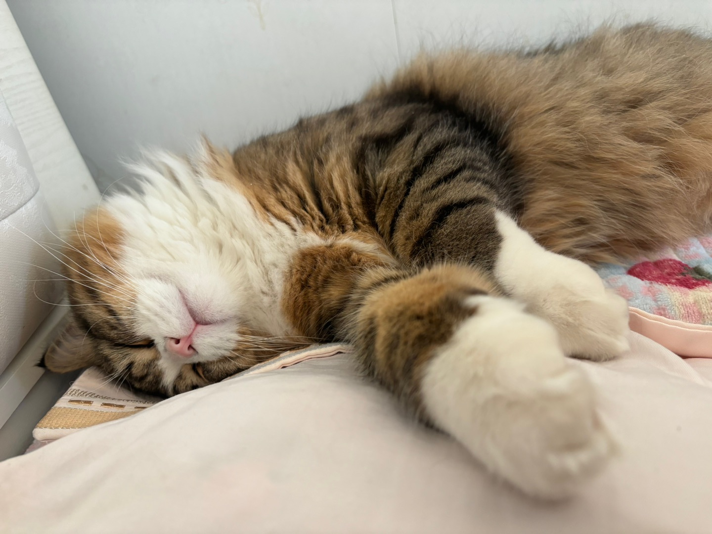 Hi~ o(*￣▽￣*)ブ*\(๑• ₃ •๑)(^_^)ノ