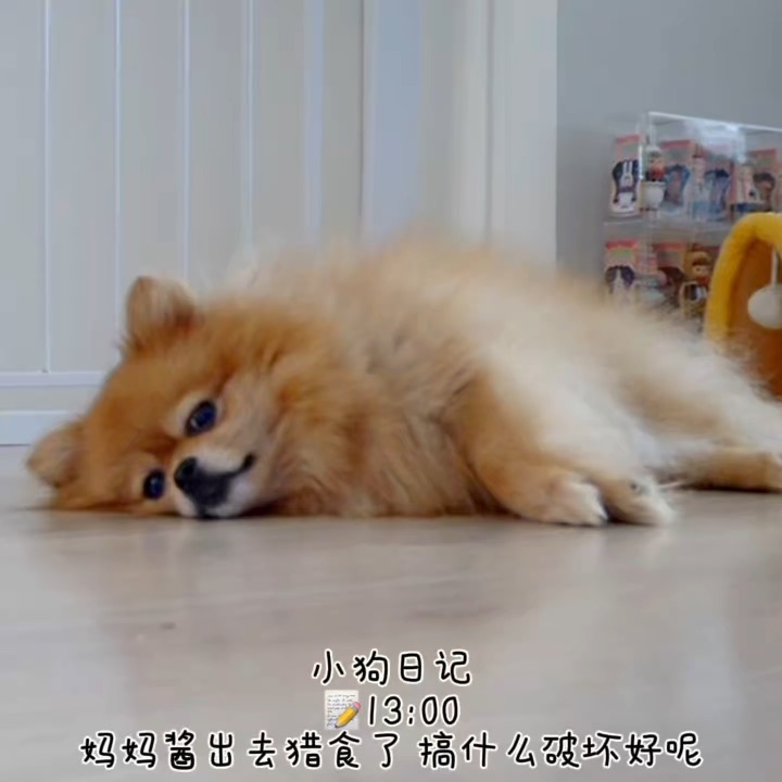 小狗宅家日记૮・ᴥ - ა