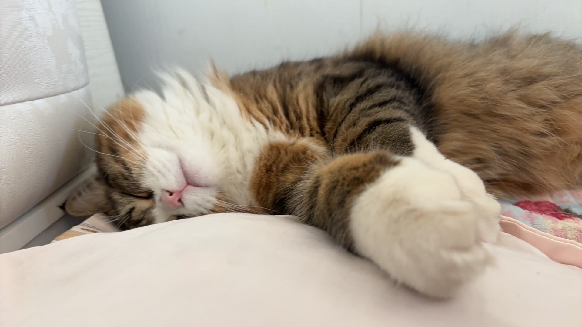 Hi~ o(*￣▽￣*)ブ*\(๑• ₃ •๑)(^_^)ノ