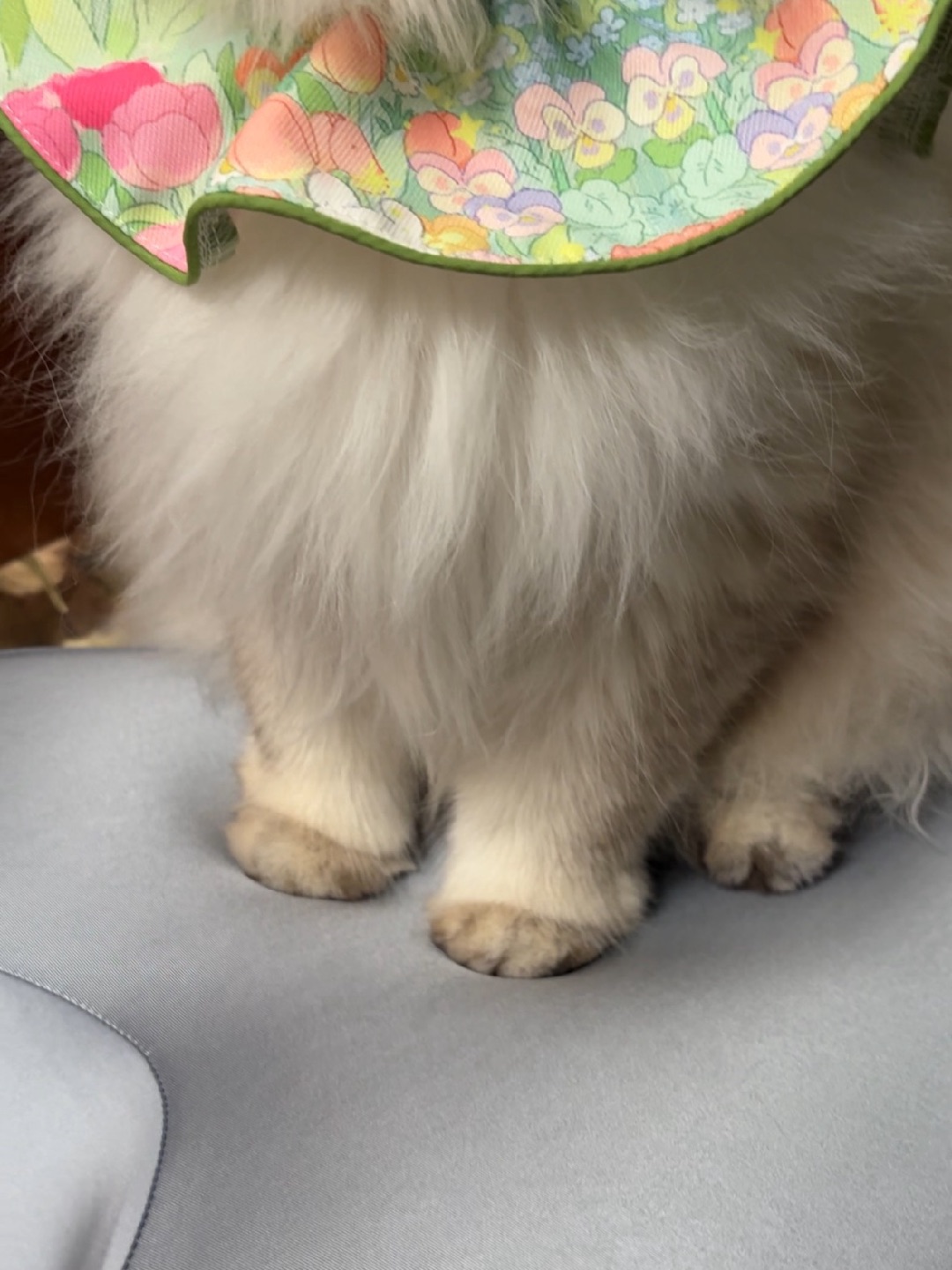 小臭脚就往枕头上踩！