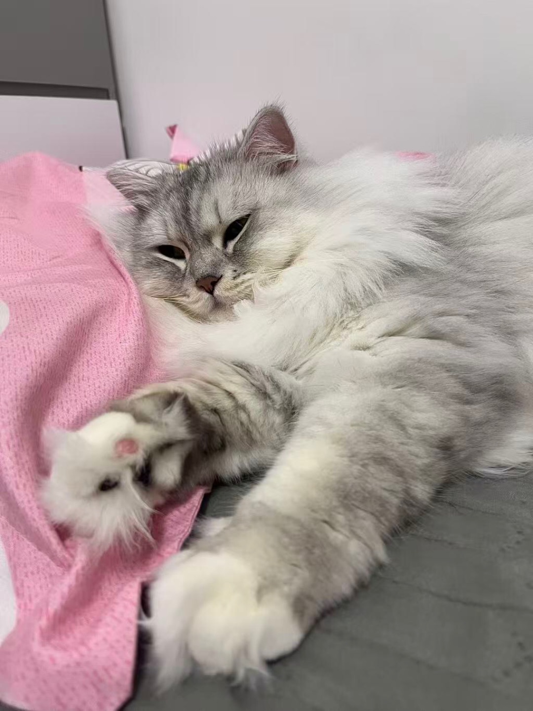 爆米花味的爪爪^⌯◡⌯^ ੭