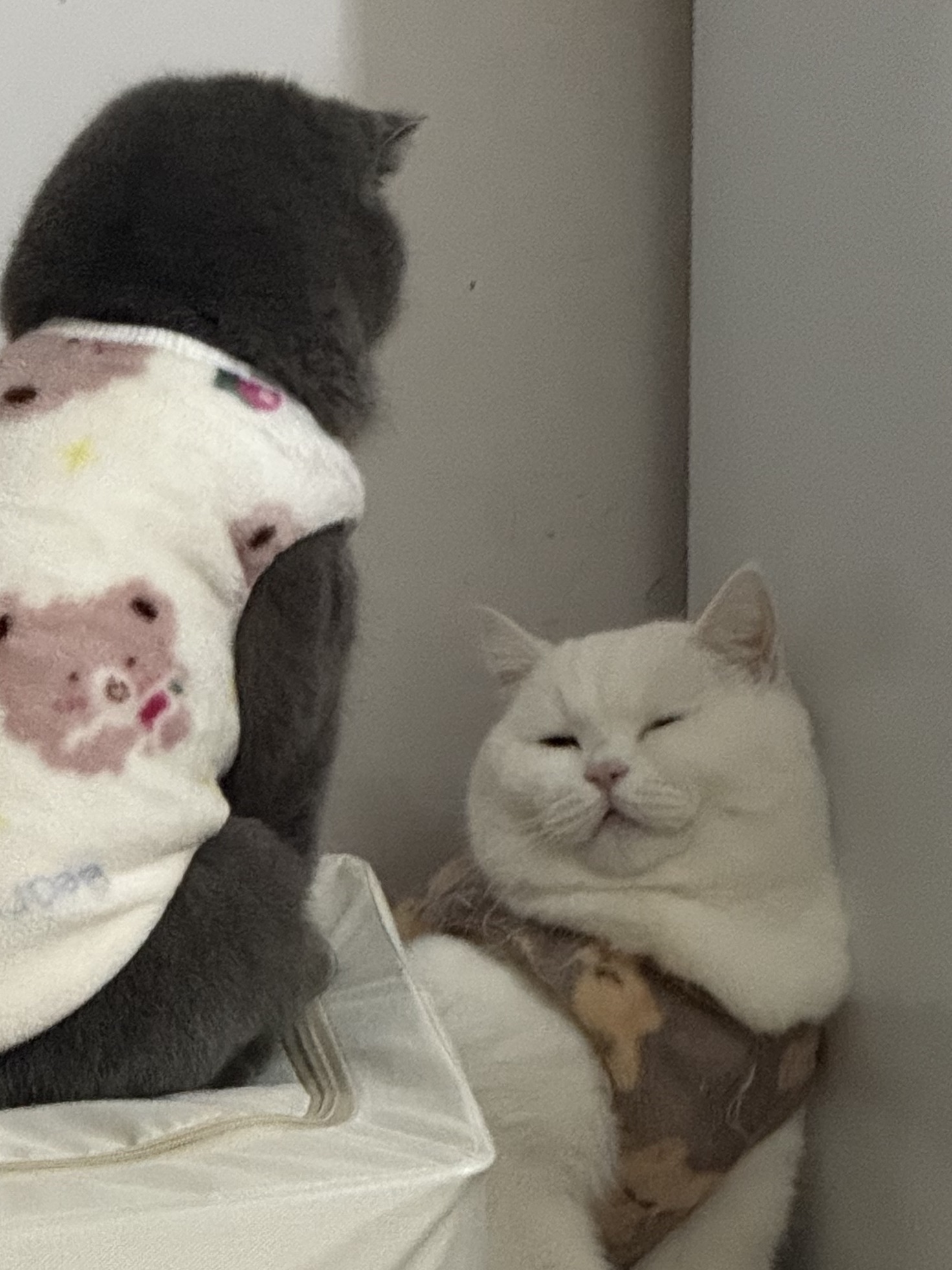 🐱俩崽的小密谋