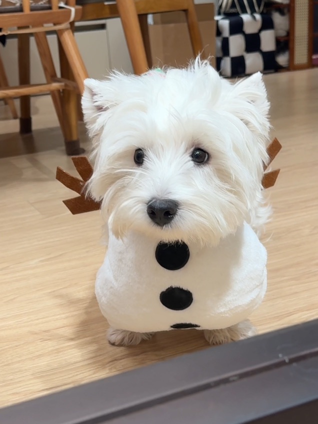 为什么不接雪宝电话📞