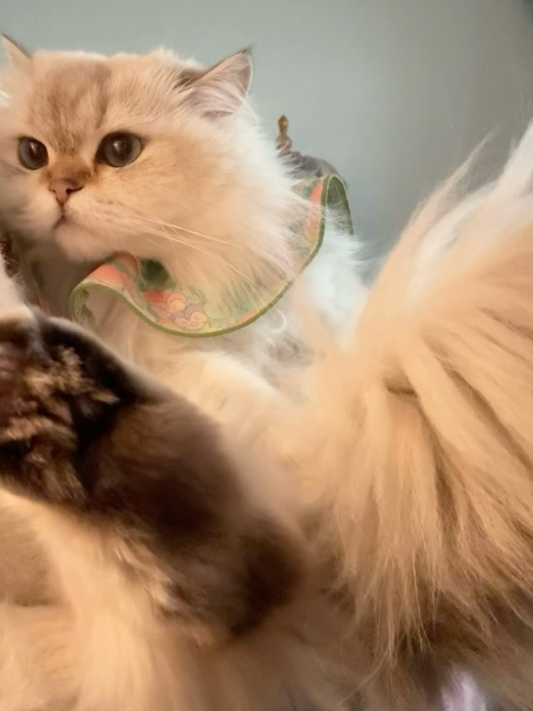 西五街可以发live了吗？