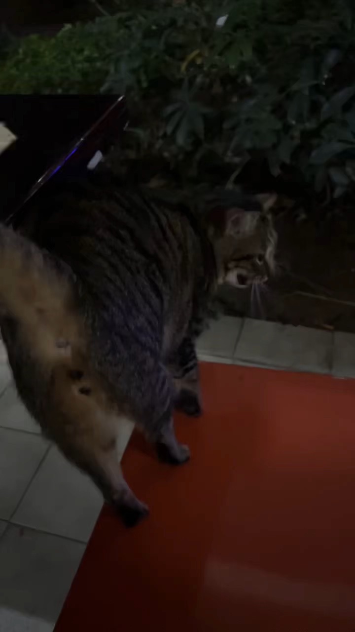 小流浪很粘人就是没带猫条出门偶遇到的