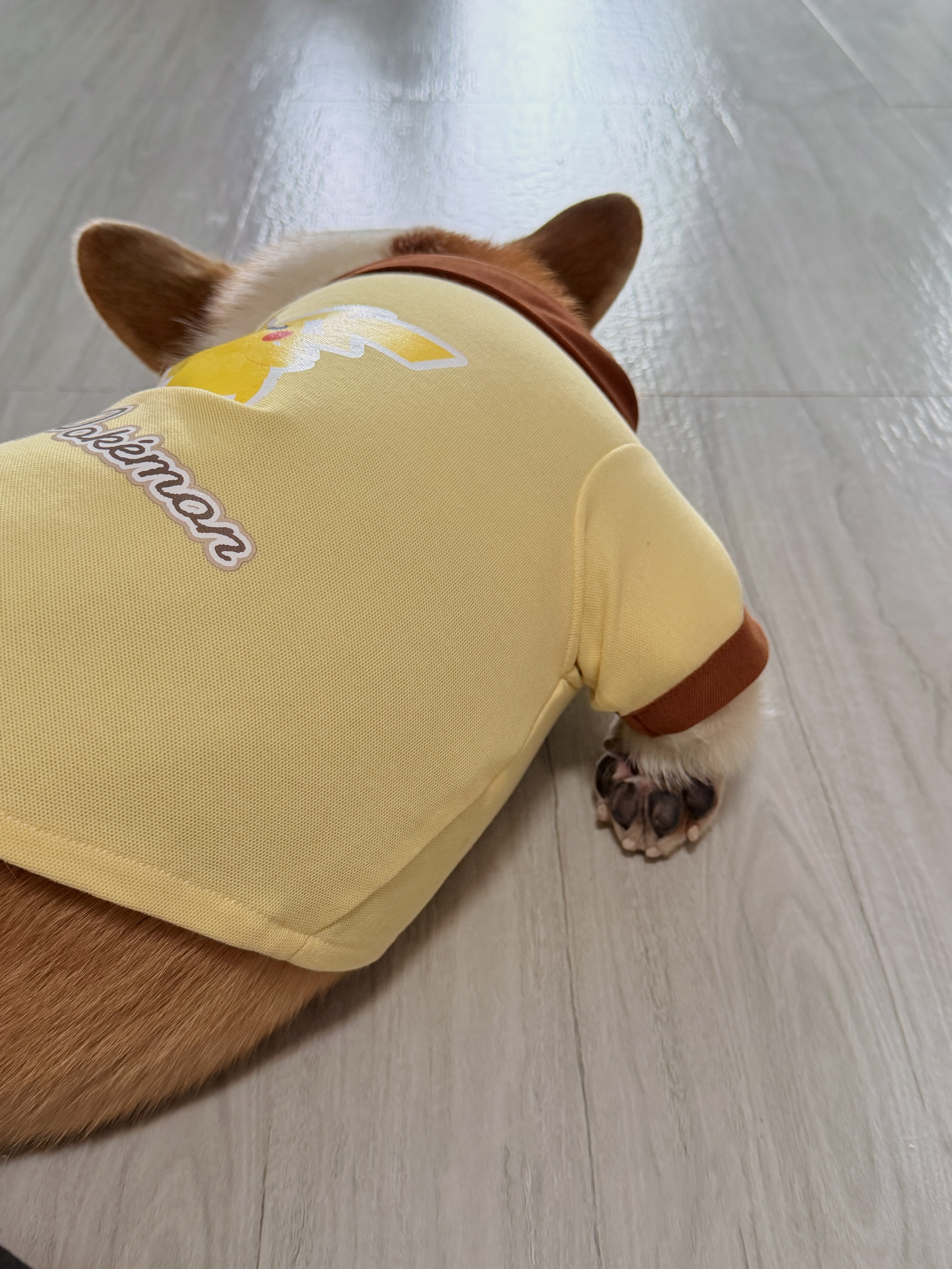 小狗不能跷二郎腿！