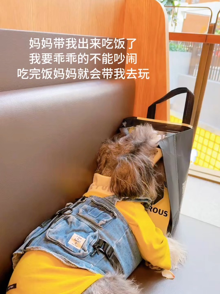 我养的天使小狗❤️