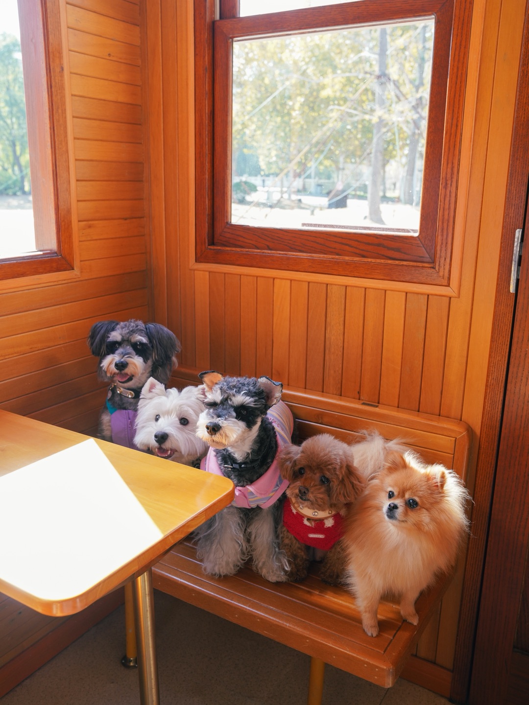 什么时候才能和好朋狗一起再团建！