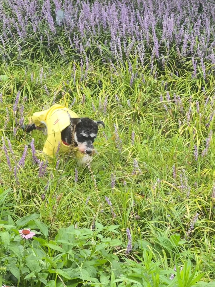 谁能一次出糗两次的