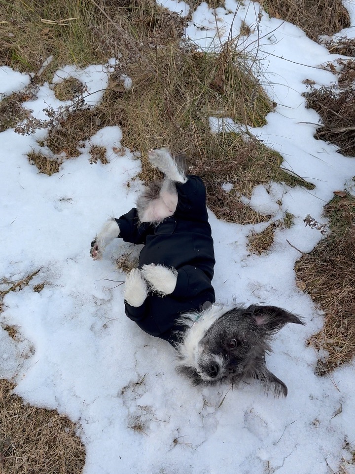 在雪中激发了打滚技能