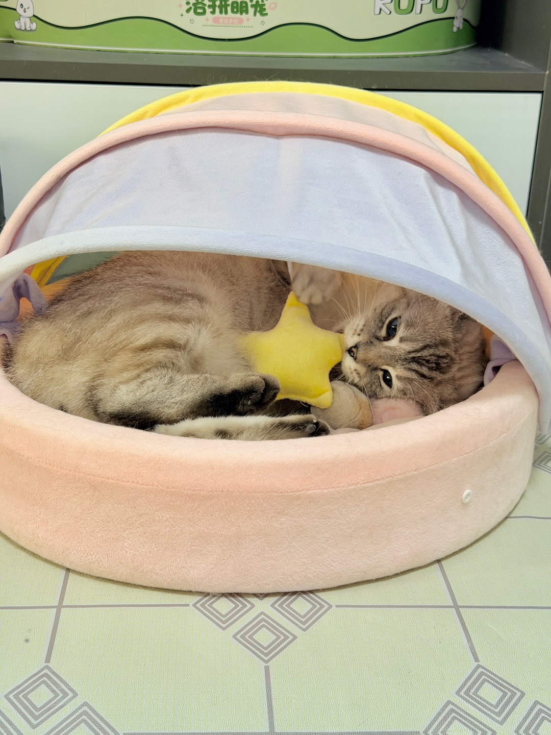 元气喵梦幻猫窝测评