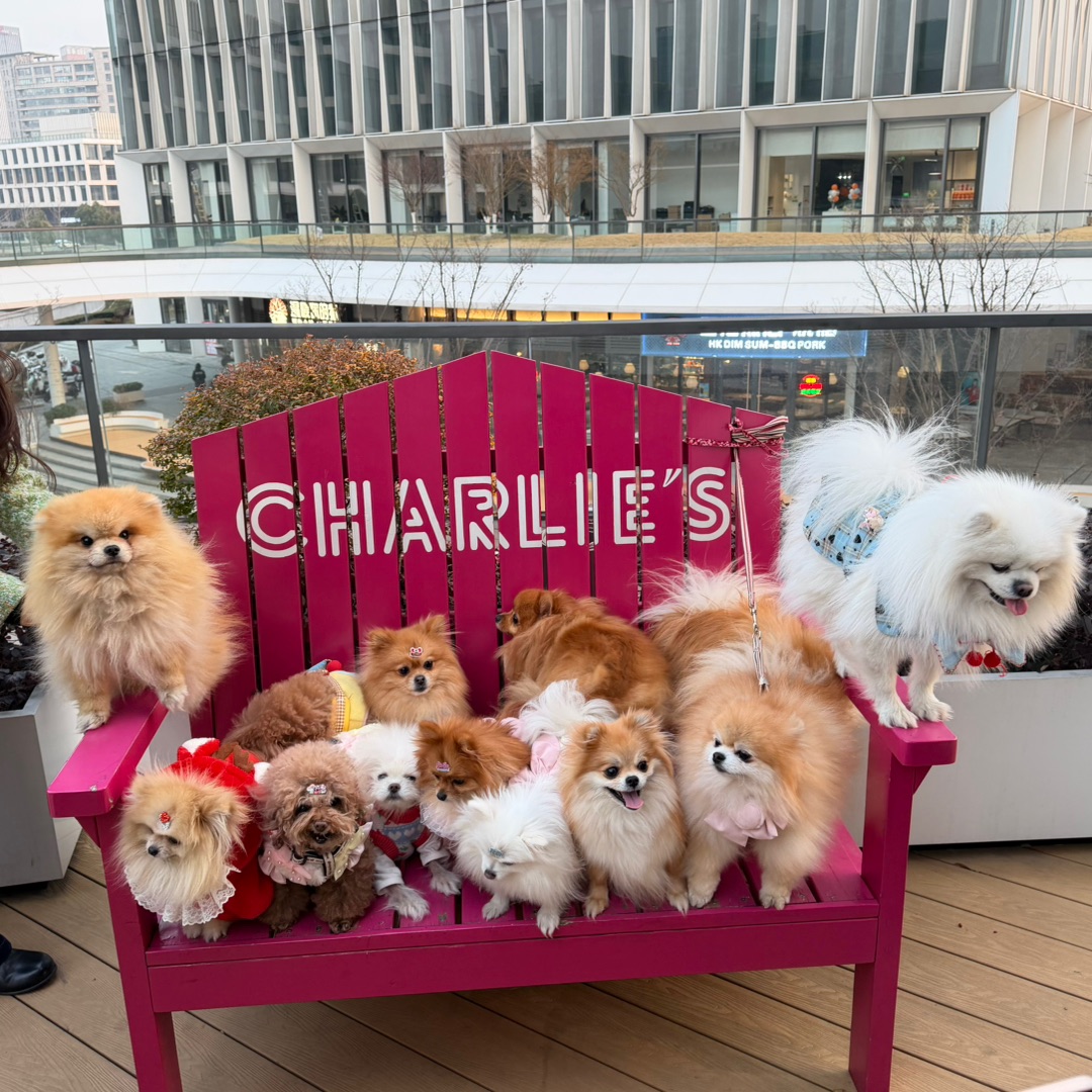 博美小聚 有没有人找到虎虎