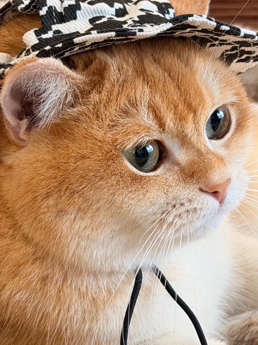 你们在说什么！？我也想听👂耳朵已漏出来