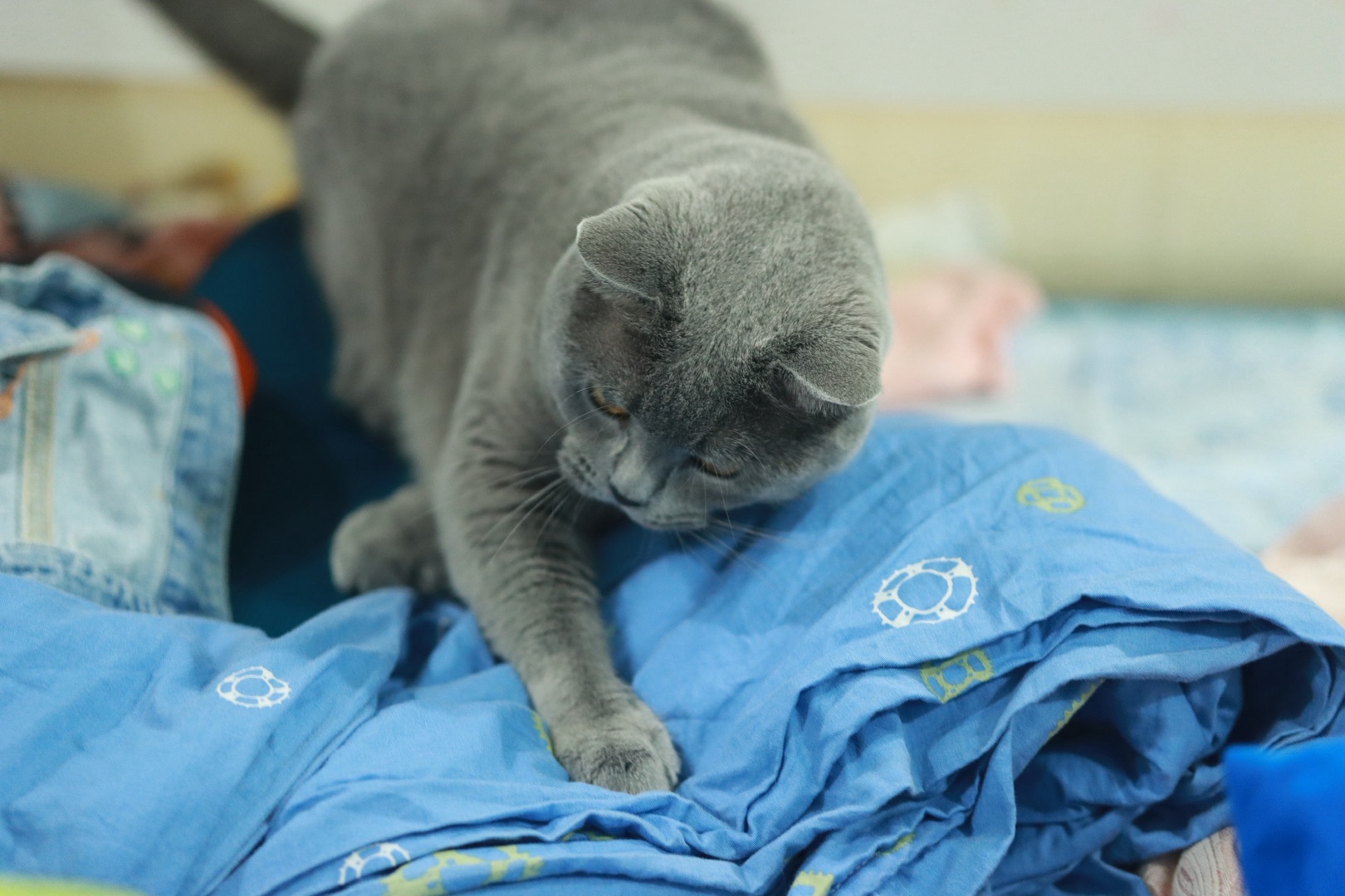 捕捉猫咪玩耍的瞬间