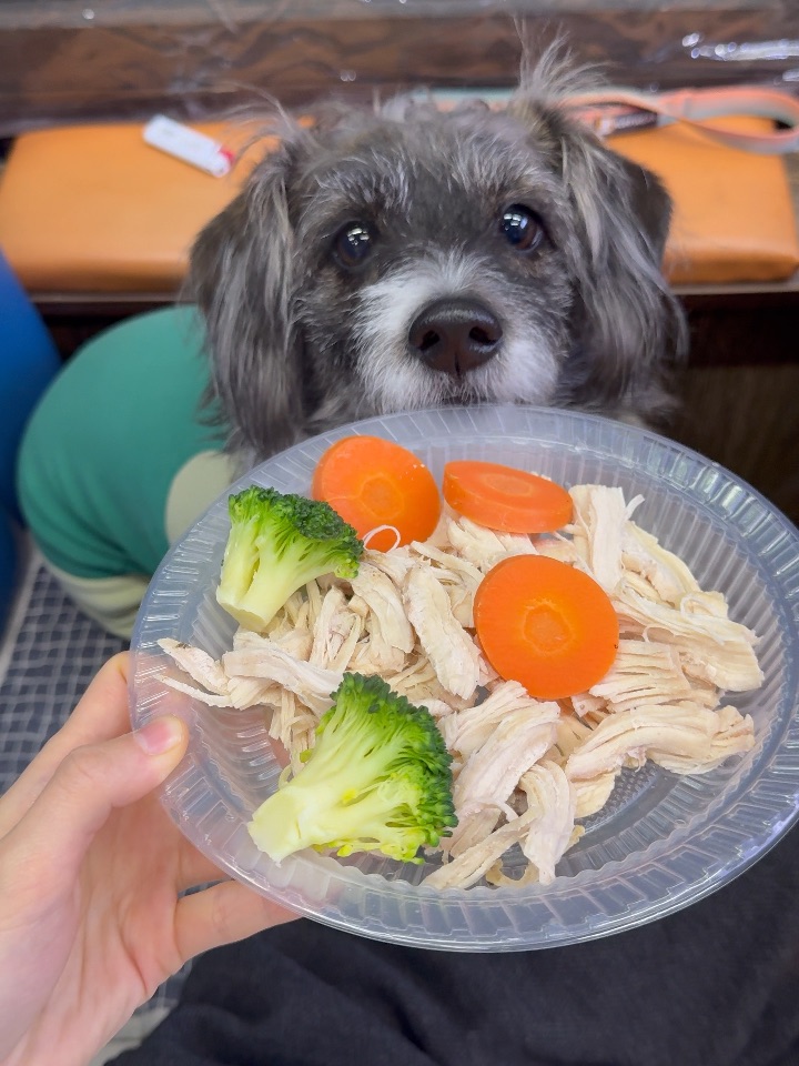 在山东吃上狗狗餐啦