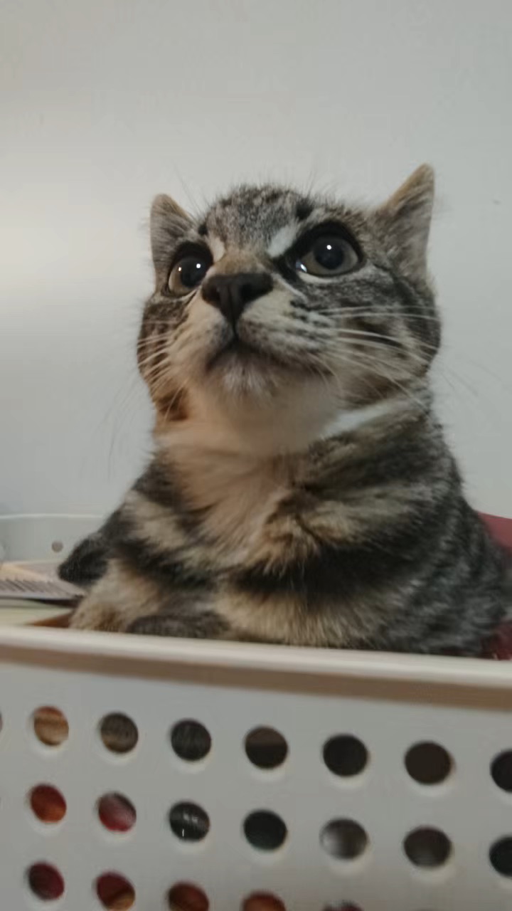 没有BGM有点干的