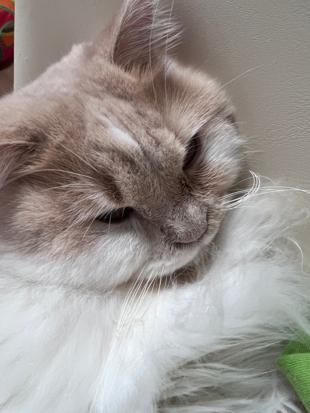 皮皮日记 | 今日爽之🥰