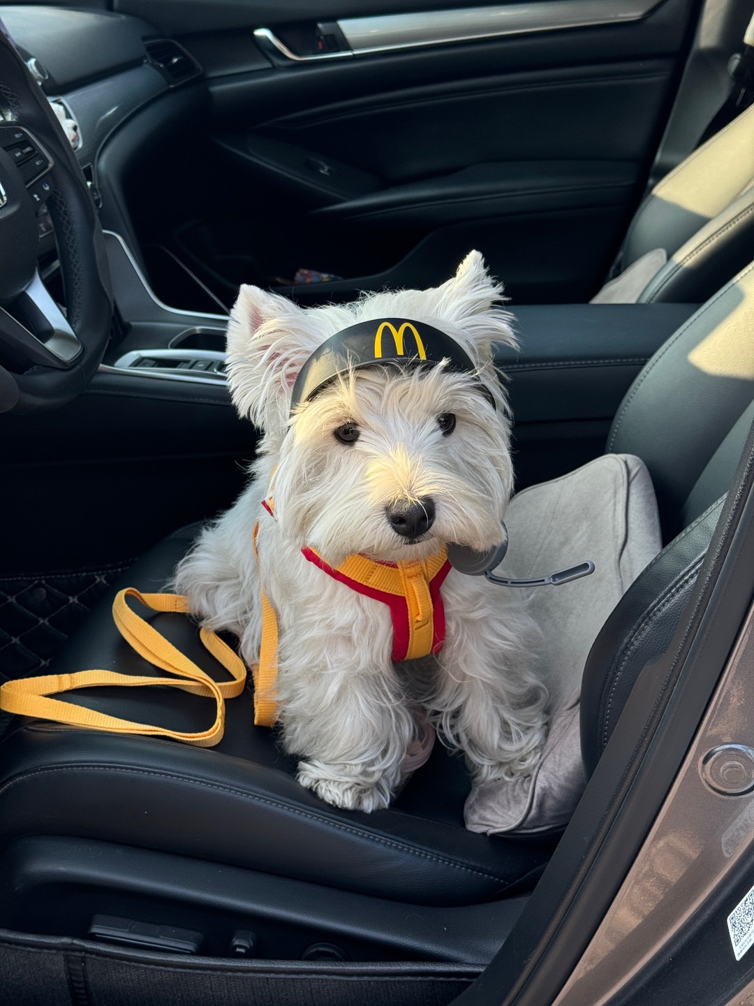 泥嚎 很不高兴为您服务🍟