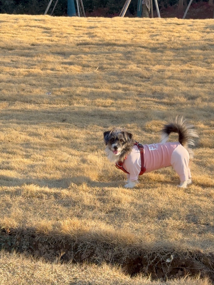 草坪下开心的小狗