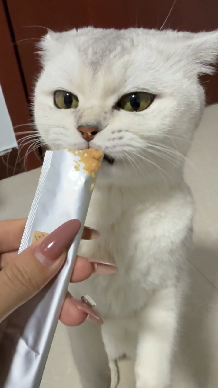 哈哈哈哈哈哈哈哈哈哈哈哈哈 小猫爱吃～～～～～～猫条很好吃😋😋😋