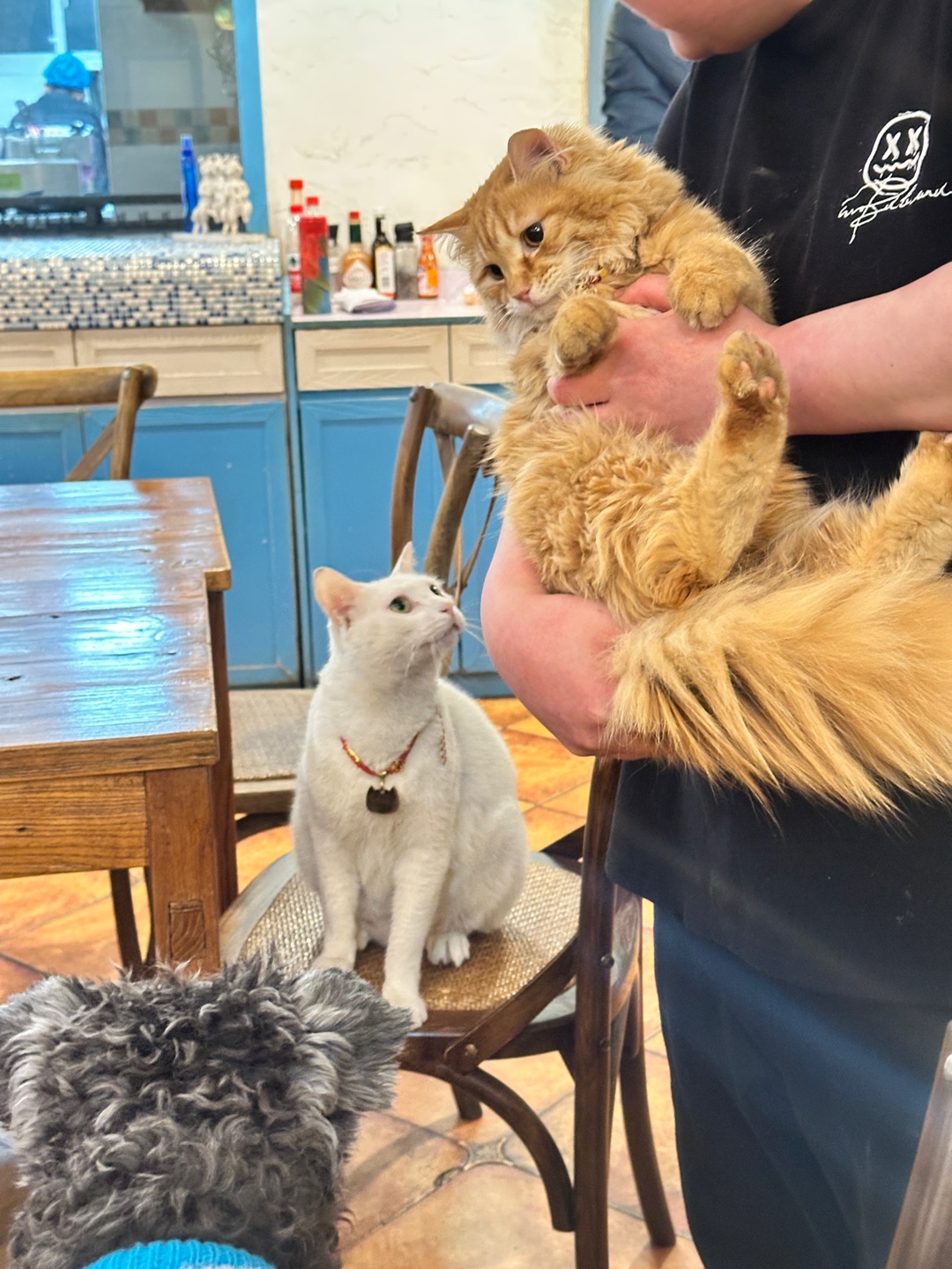 我宣布这真的是最宠物友好的店铺