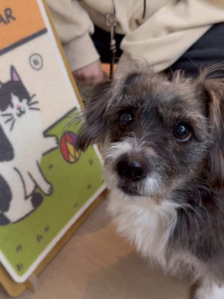 给小猫买的猫抓板