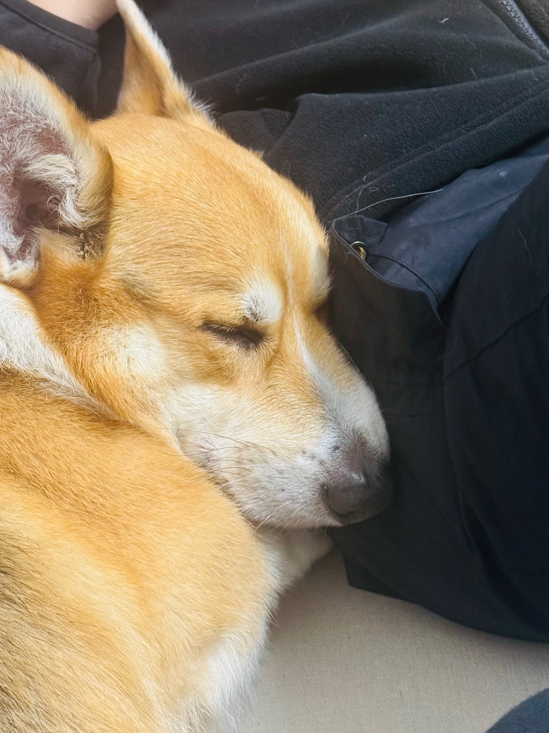 小狗睡得很丑就是小狗睡得很香