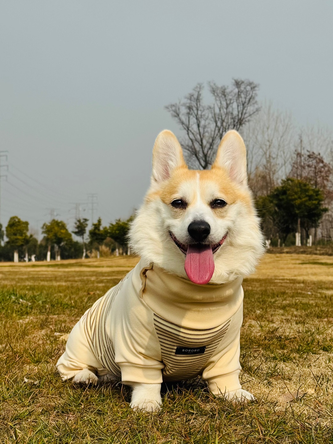 小狗还有两副面孔呢