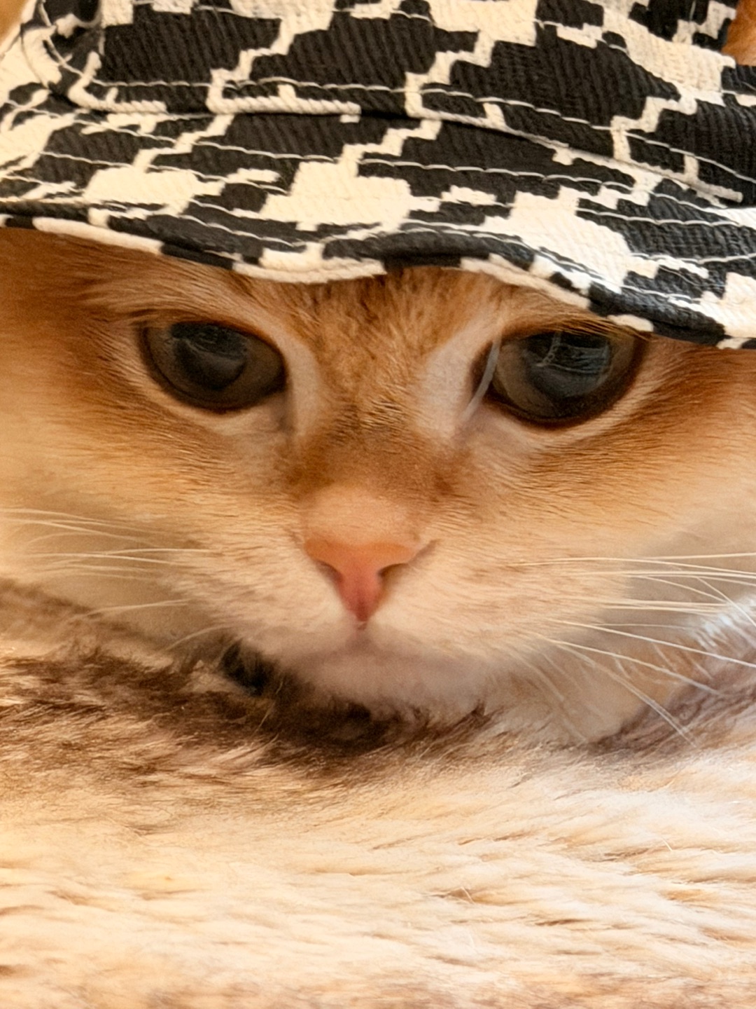 估计麻麻只想把我抱在怀里rua个不停！