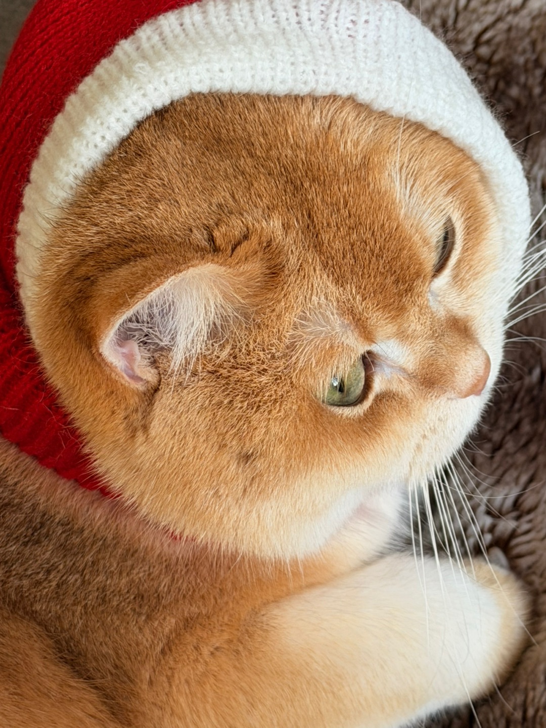 我就想露一只耳朵👂😛