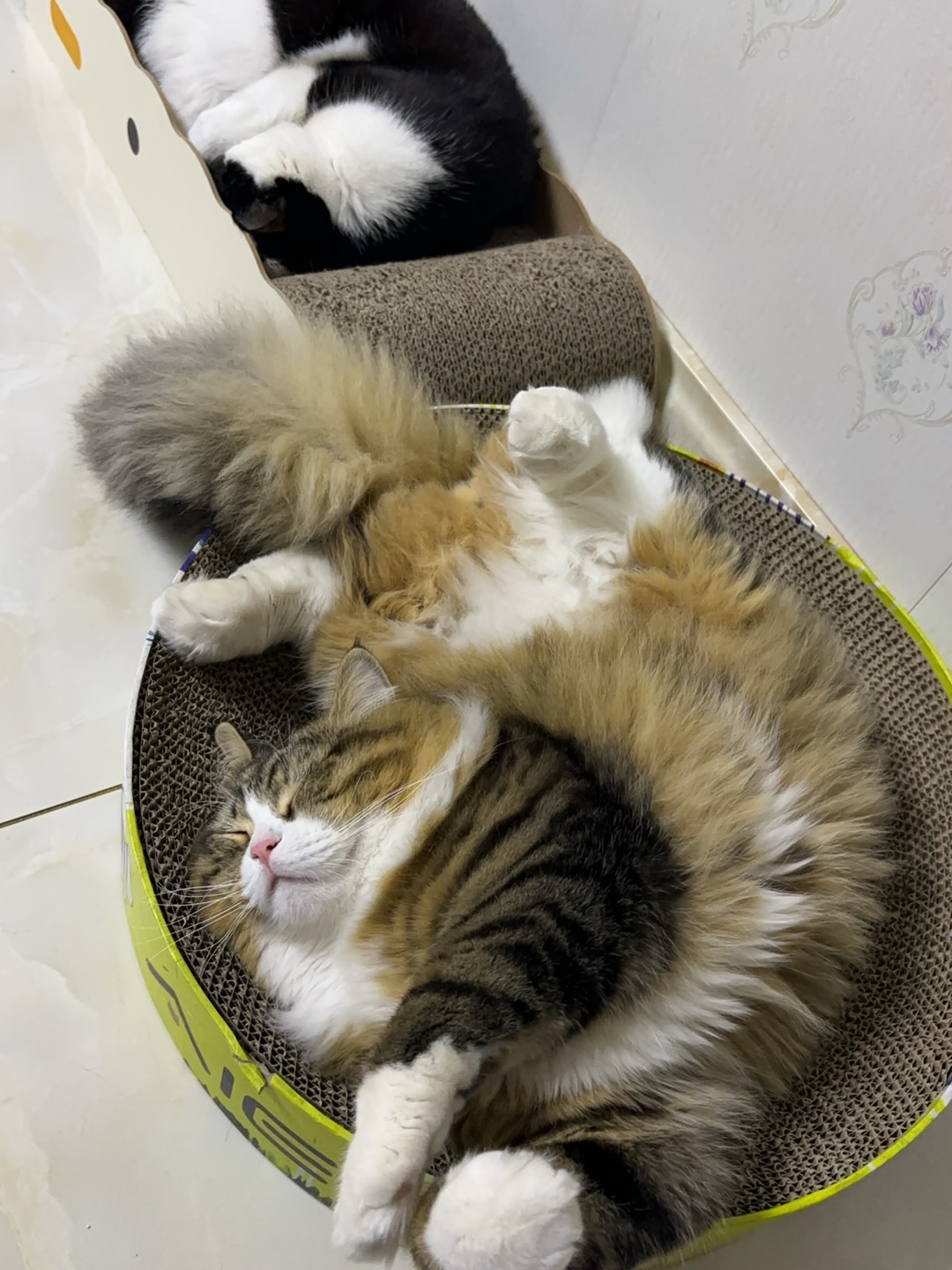 ( ´ ▽ ` )ノ(^_^)ノ(^_^)ノ(^-^)/ヽ(^0^)ノ