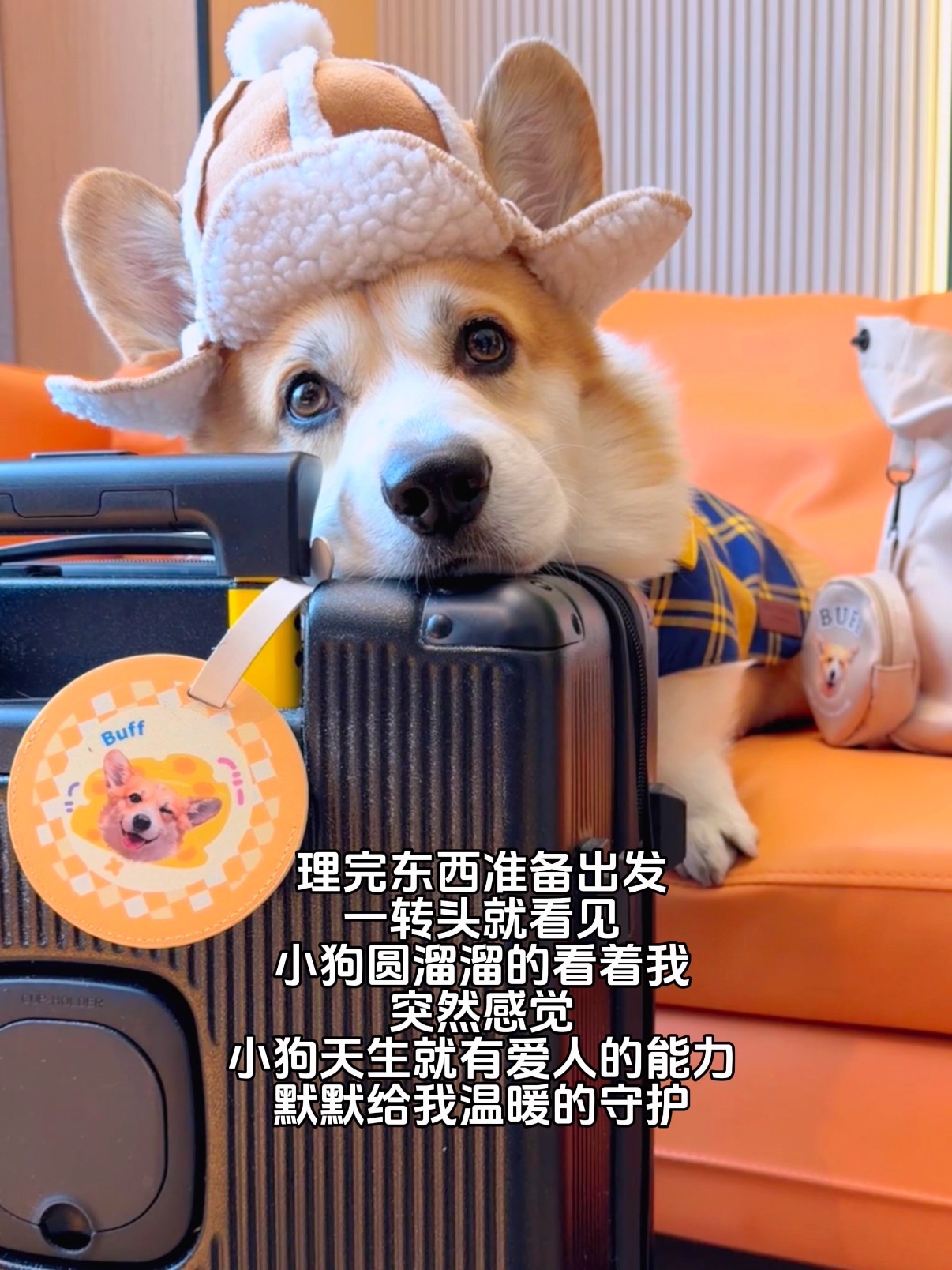 小狗天生就有爱人的能力✨