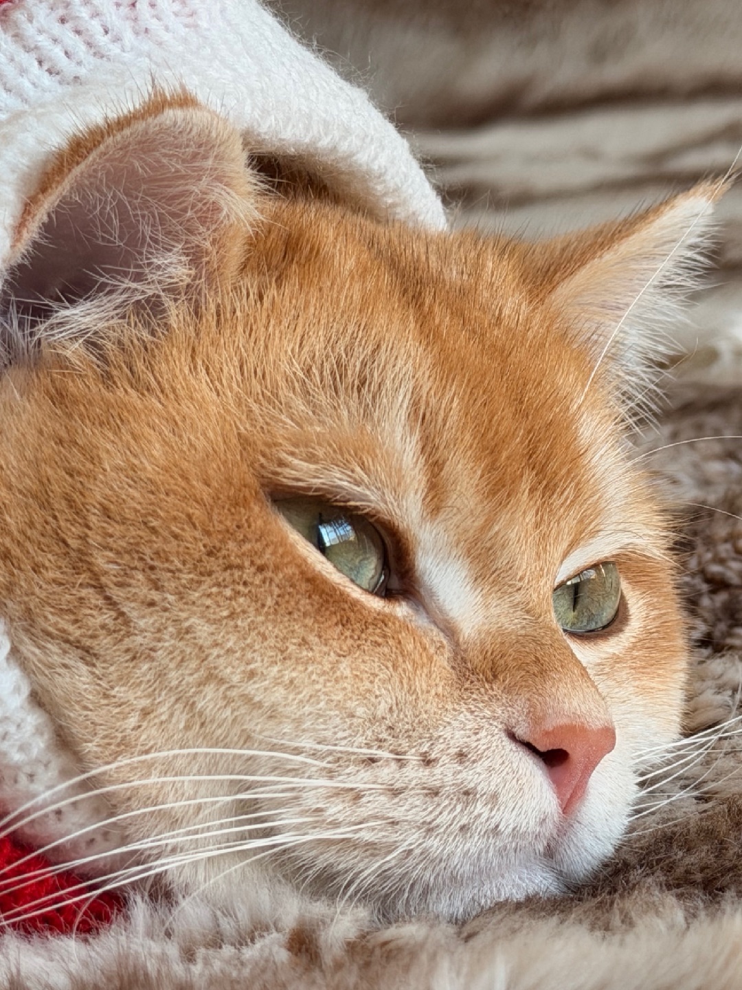 笑不活了，我这是又要睡着了嘛😜