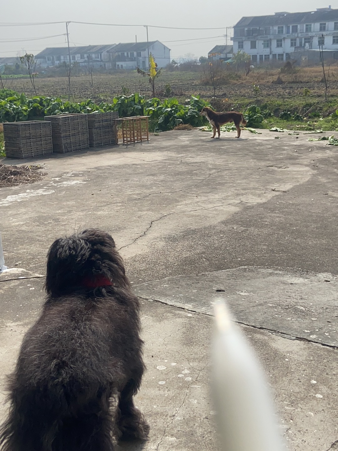 26.2.3 好狗坏猫 就想着去玩