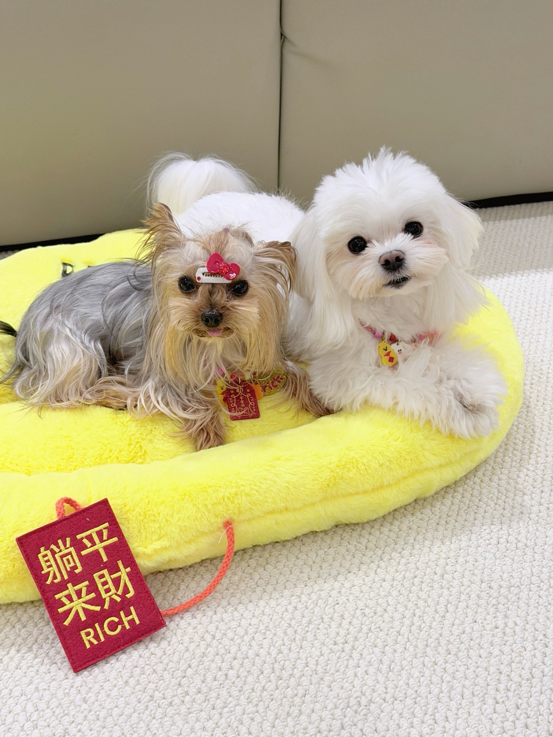 马年不卷了！我家修勾带我躺平搞钱😂