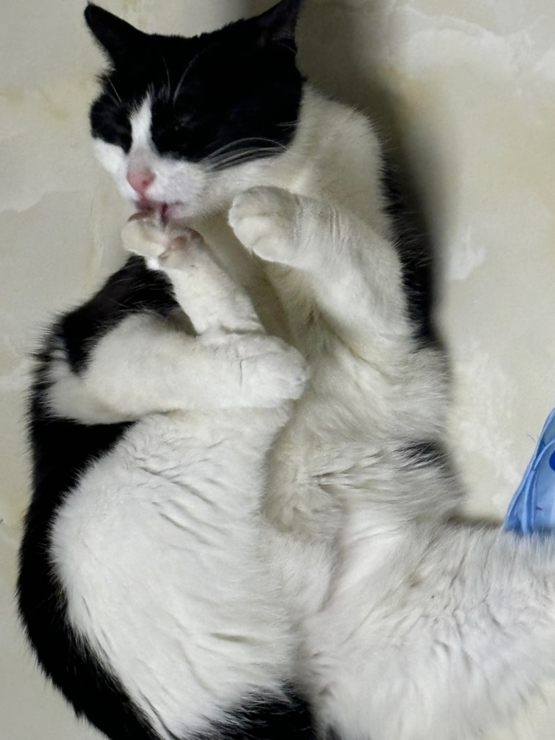 ( ´ ▽ ` )ノ(^_^)ノ(^_^)ノ(^-^)/ヽ(^0^)ノ