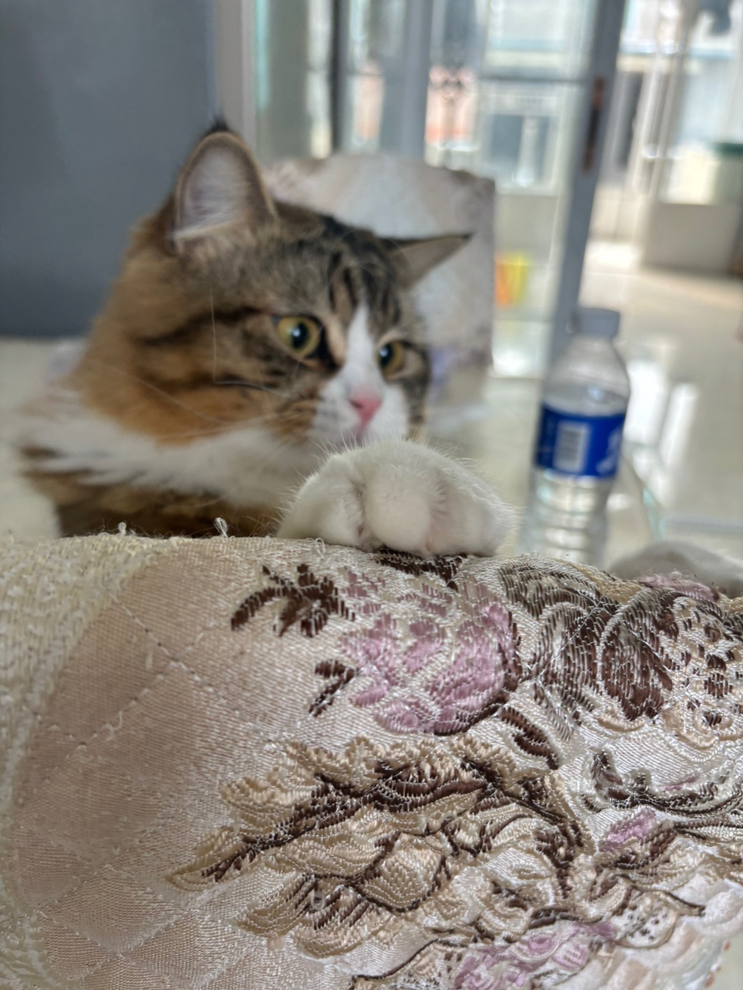 *\(๑• ₃ •๑)(*´▽｀)ノノ嘿嘿哈哈哈哈  ᖰ⌯'▾'⌯ᖳ