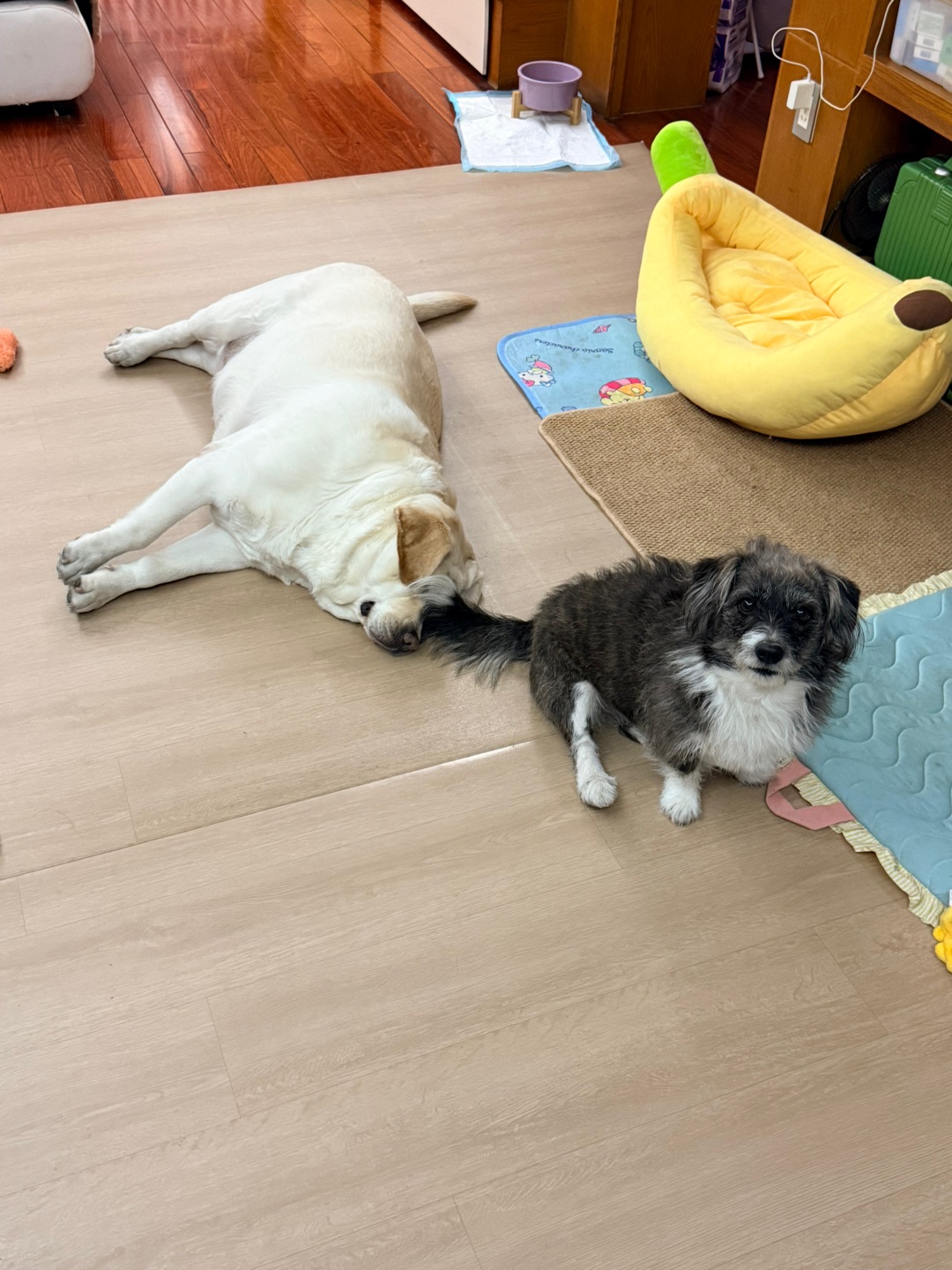 四妹的好朋友来家里借住啦