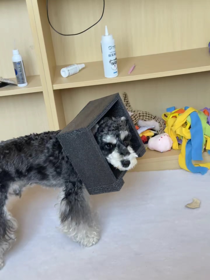 到底有没有适合雪纳瑞的