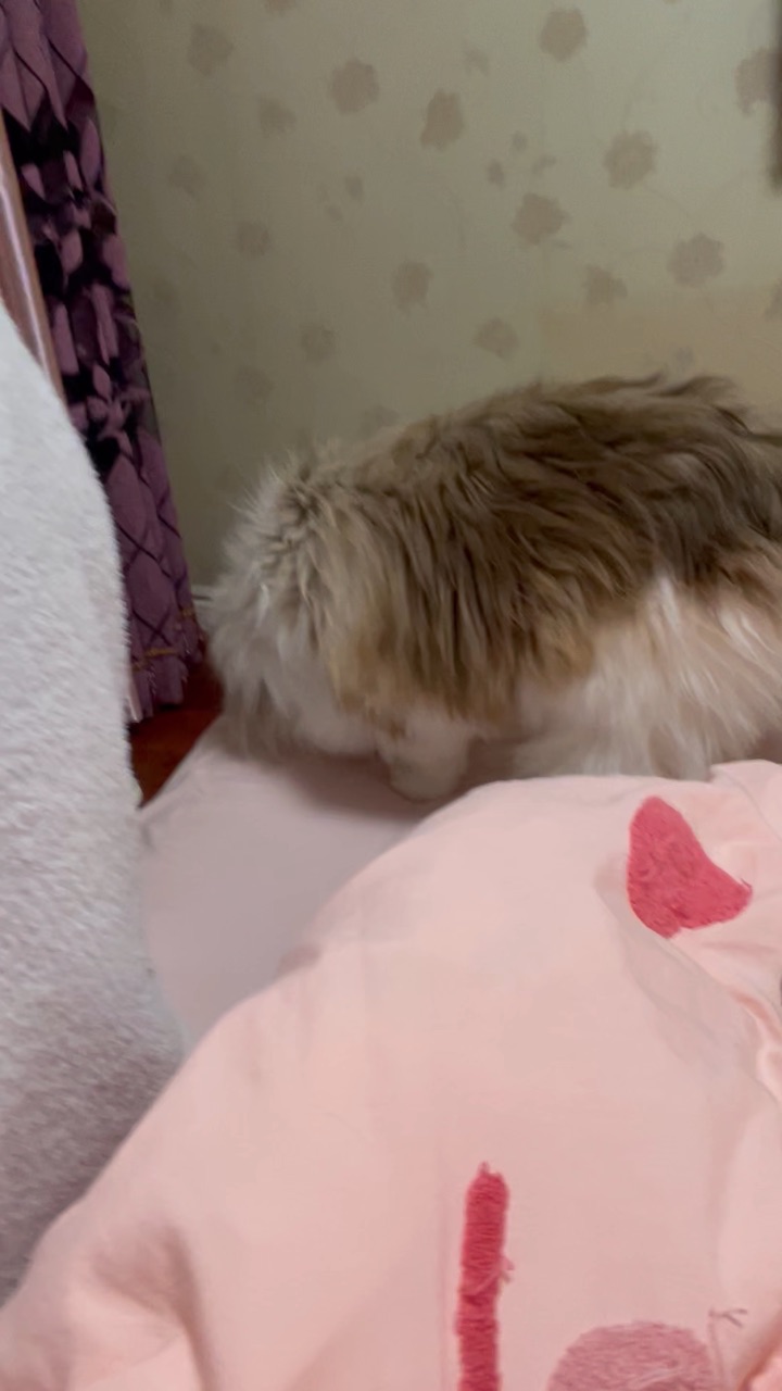 花开花落自有时 可爱的胖胖永远可爱☺️