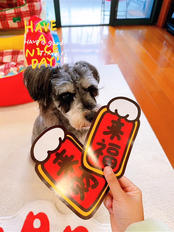 带小狗给家里添点年味🧨