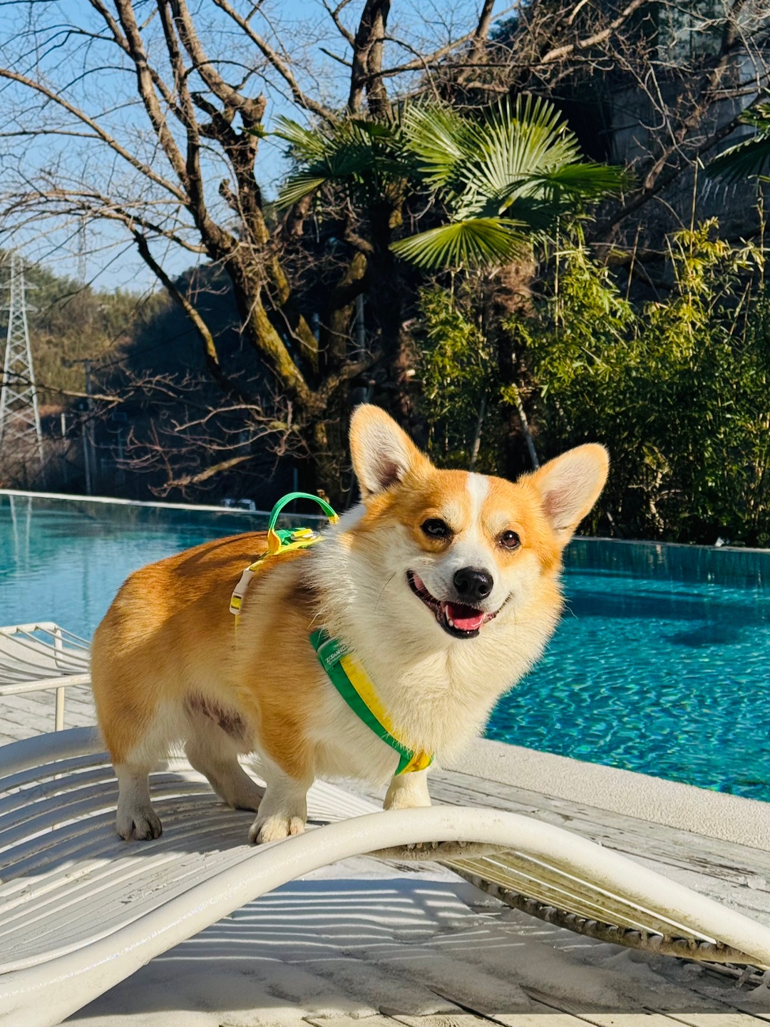 人，和小狗来一场泳池派对