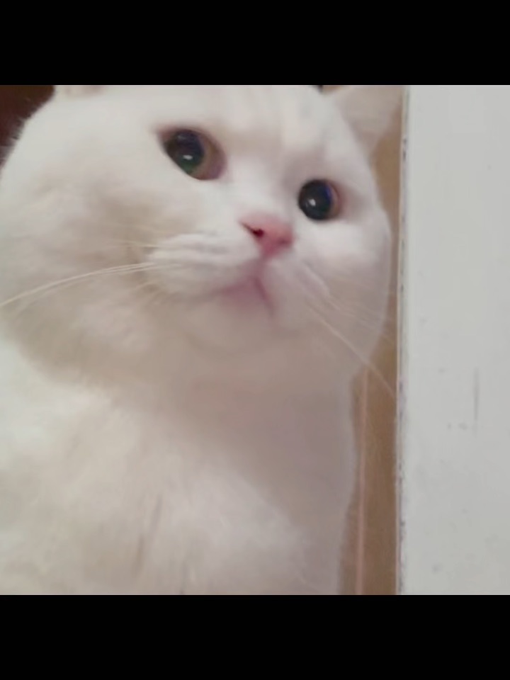 香喷喷的修猫咪