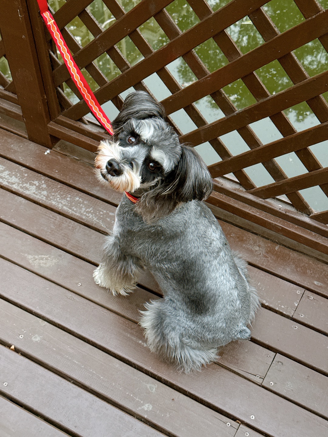 谁家的小斗？没人要我牵走了啊