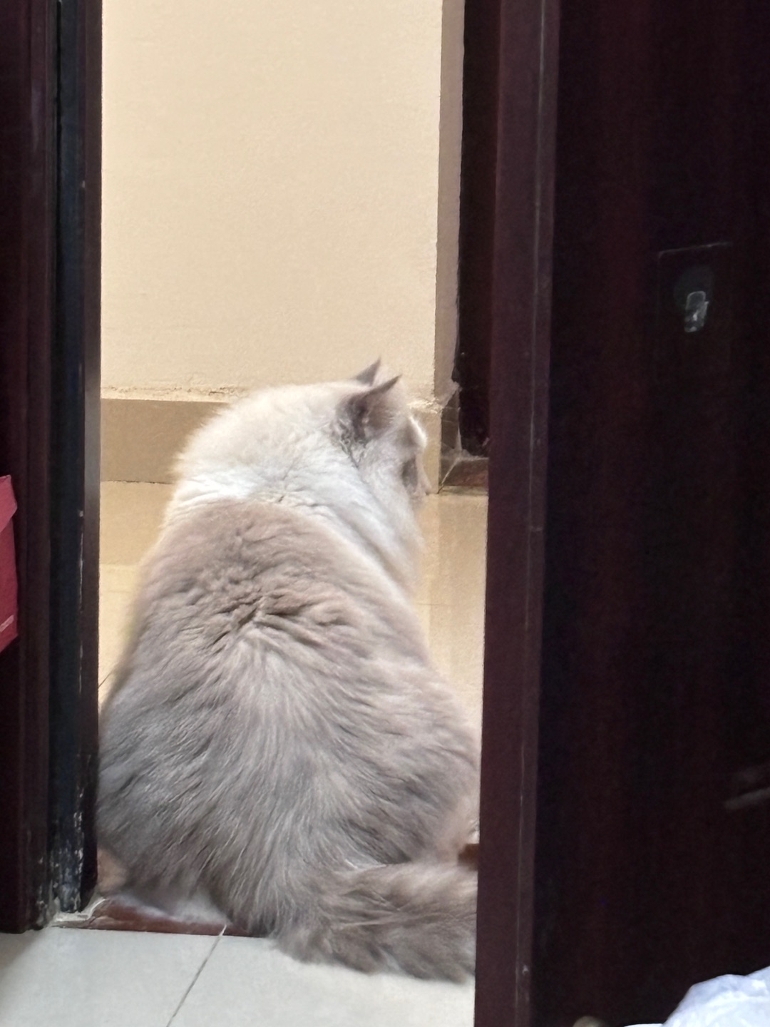 孤单弱小又大只哈哈5