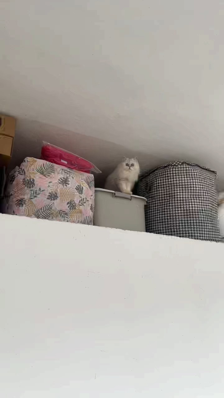 第一批回家过年的喵